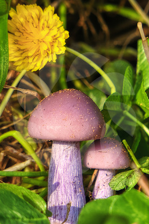 Champignon mauve