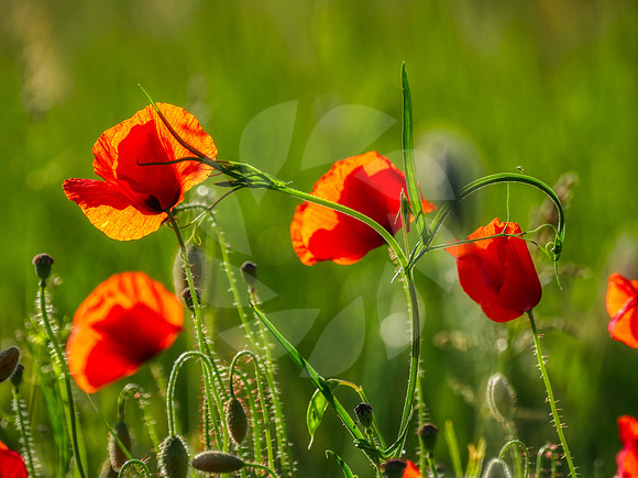 Coquelicots sous le soleil