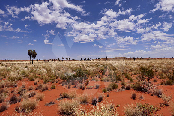 Désert rouge du centre de l'Australie