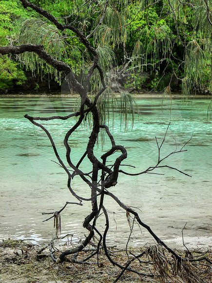 Sculpture naturelle Nouvelle Calédonie