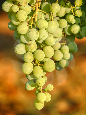 Semillon blanc