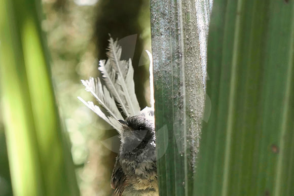 Oiseau à queue éventail Nouvelle Zélande