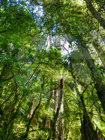 Arbres Matai en Nouvelle Zélande