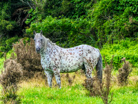 Cheval tacheté