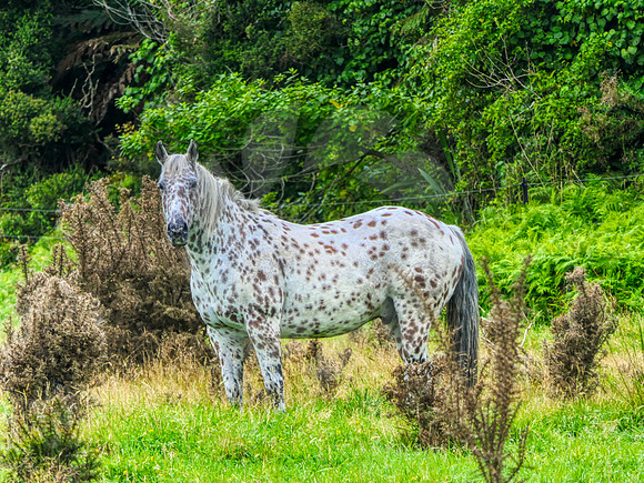 Cheval tacheté