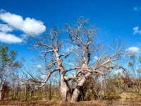 Ronde des baobabs Australie