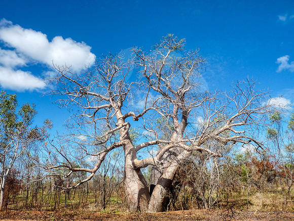 Ronde des baobabs Australie