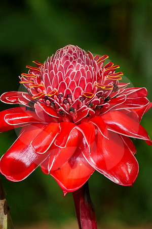 Rose de Porcelaine
