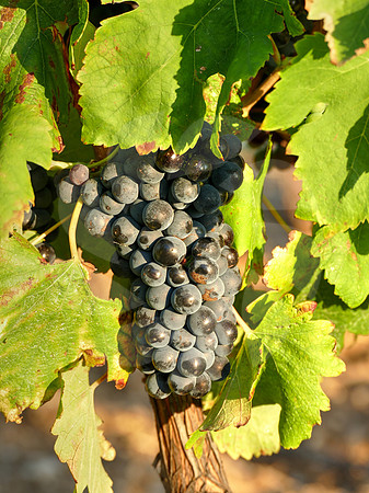 Cépage Syrah