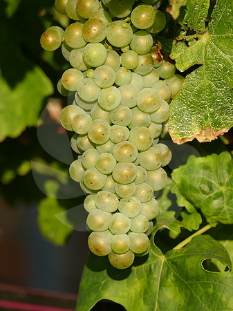 Cépage Viognier
