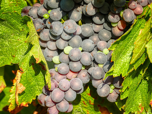 Cépage Tempranillo