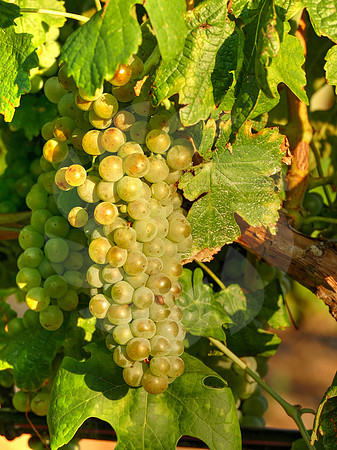 Cépage Roussanne