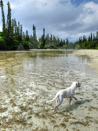 Chien Blanc