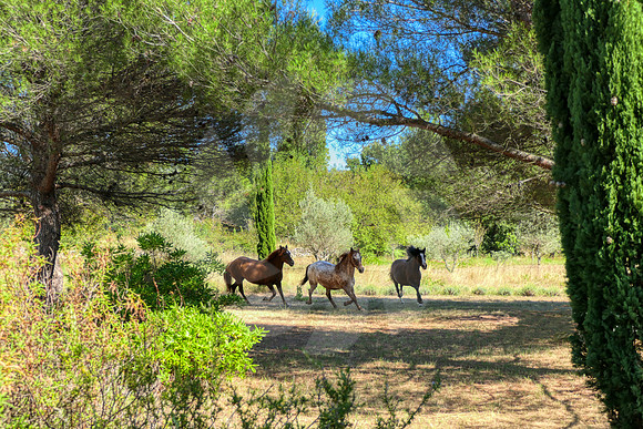 Galop libre