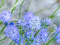 Faune et Flore