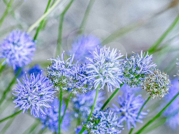 Globulaires nudicaulis