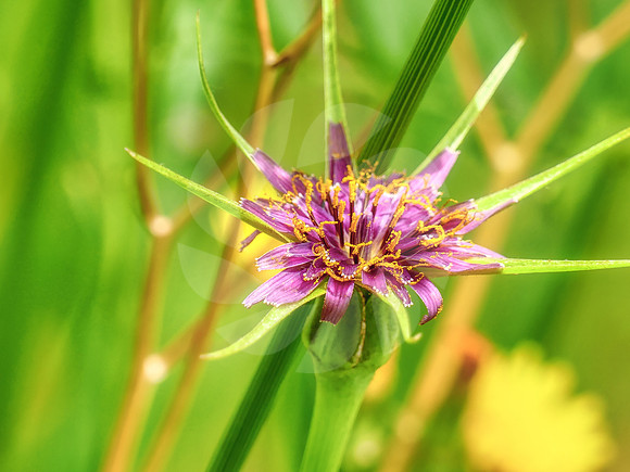 Fleur de salsifis sauvage