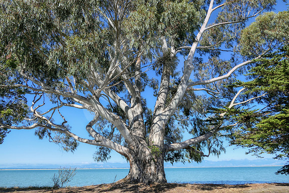 Eucalyptus en bord de mer  Nouvelle Zélande