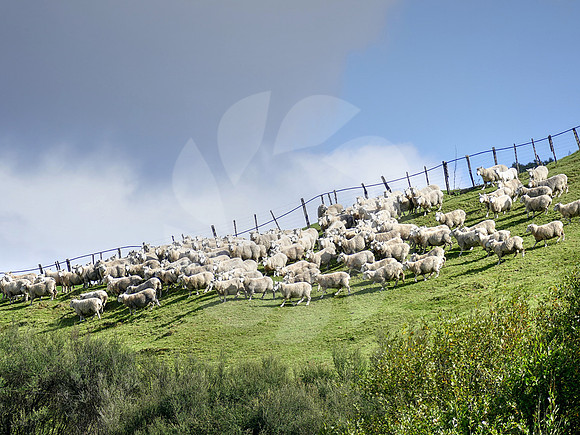 Troupeau de mouton en Nouvelle Zélande