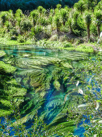 Blue Sping Nouvelle Zélande