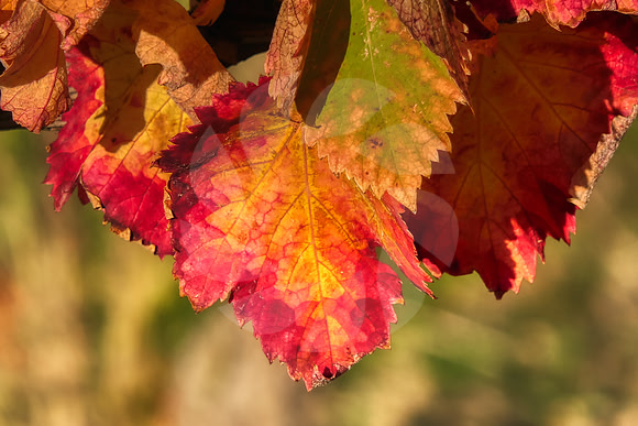Feuilles de vignes