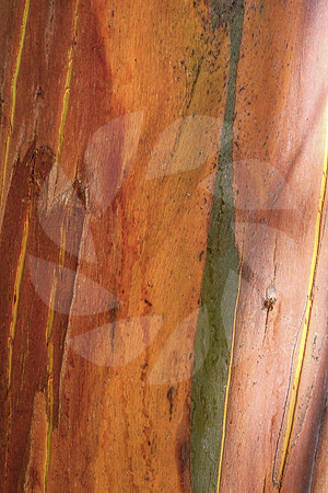 Ecorce coloré
