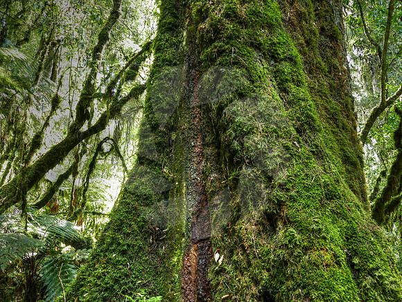 Au pied d'un arbre matai géant