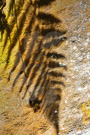 Ombre de fougère