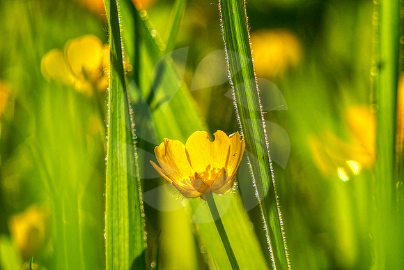 Bouton d'or