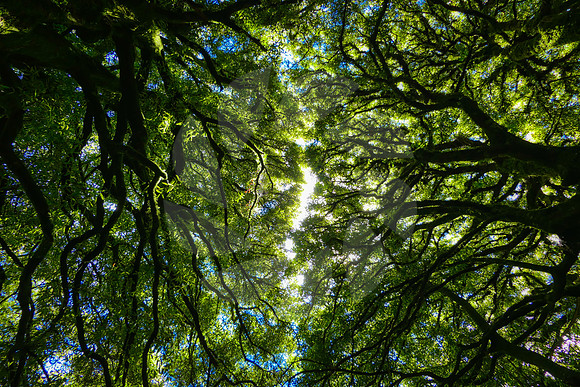 Arbres Totara