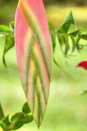 Heliconia chartacea