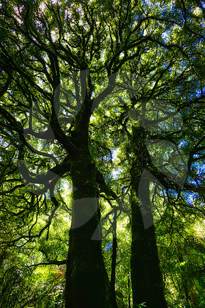 Forêt primaire