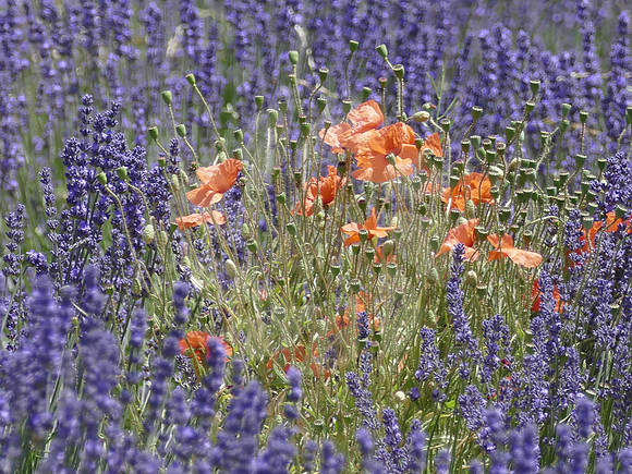 Coquelicots et lavandes