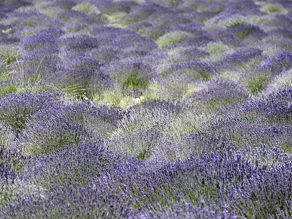 Camaieu de couleur mauve