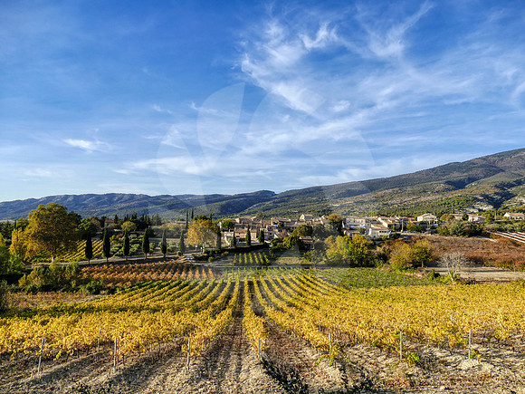 Vignoble éclairé par le soleil d'automne Bédoin