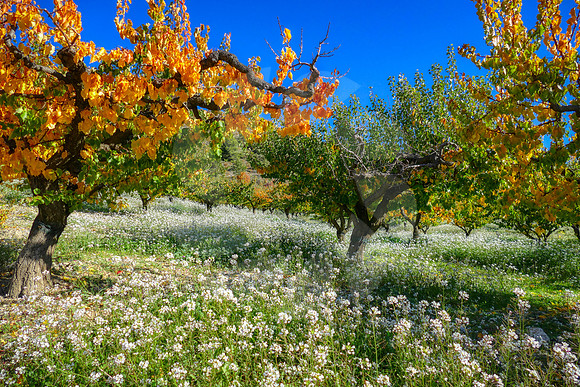 Un tapis de fleurs blanches