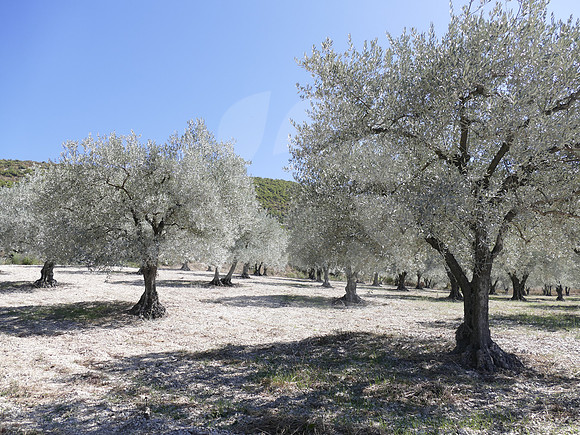 Oliveraie de la Drôme Provençale