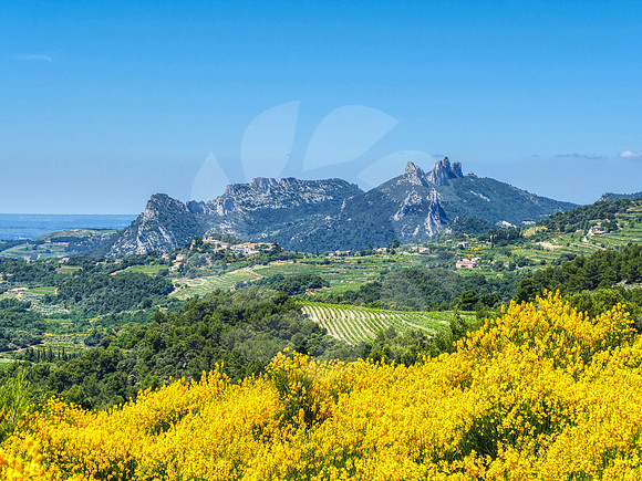 Printemps sur les Dentelles de Montmirail