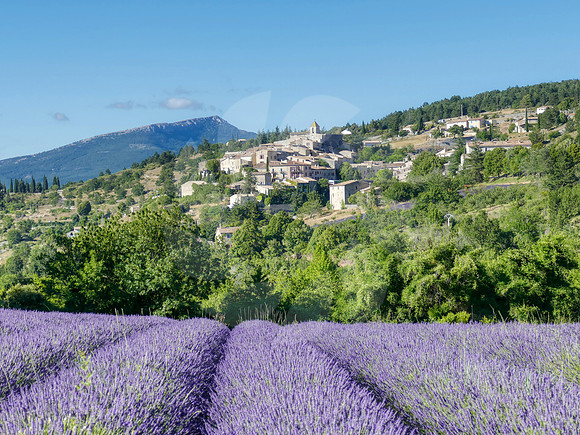 Champs de lavande Aurel