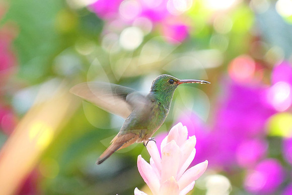 Rêve de colibri