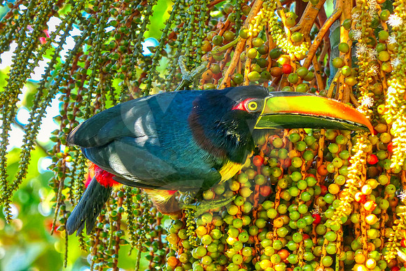 Toucan Acari Frantzius