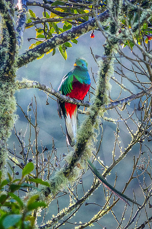 Quetzal oiseau mythique