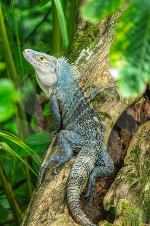 Iguane du Costa Rica