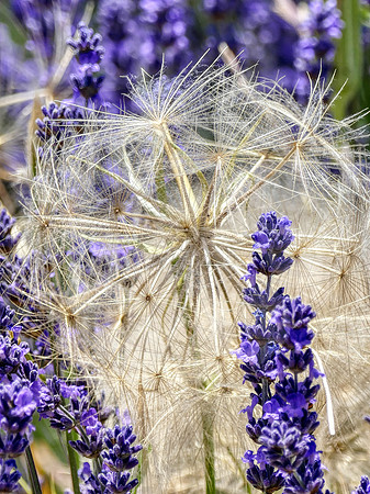 Lavandes et fleurs sauvage