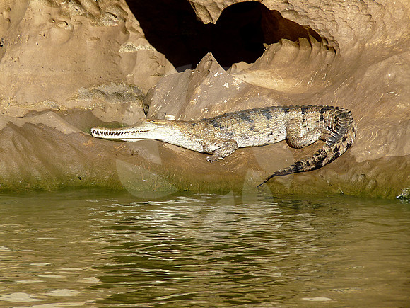 Crocodile d'Australie