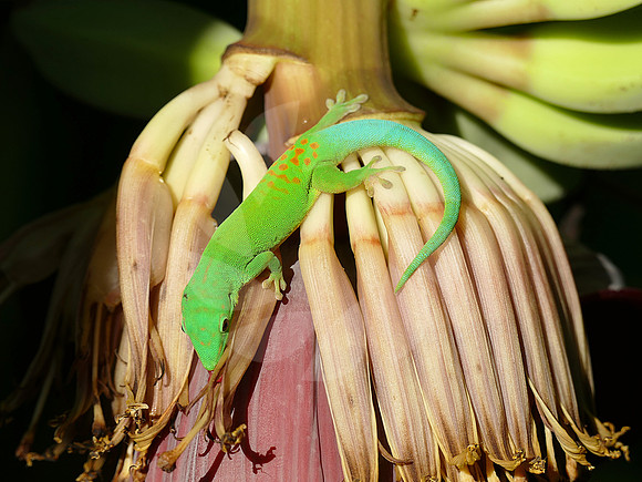 Gecko Diurne
