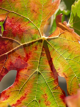 Feuille de vigne