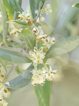 Fleurs d'oliviers