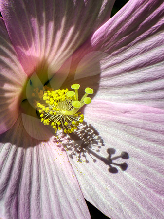 Pistil d'hibiscus rose