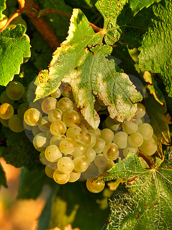 Ugni blanc